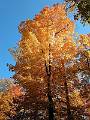 10-11 Fall Colors