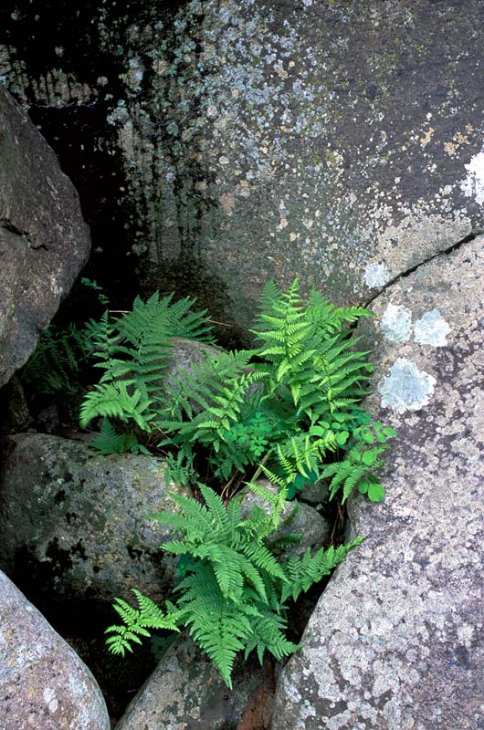 13-14.jpg - Ferns in the Rock, Wilmington Flume, Adirondack Park Preserve, NY
