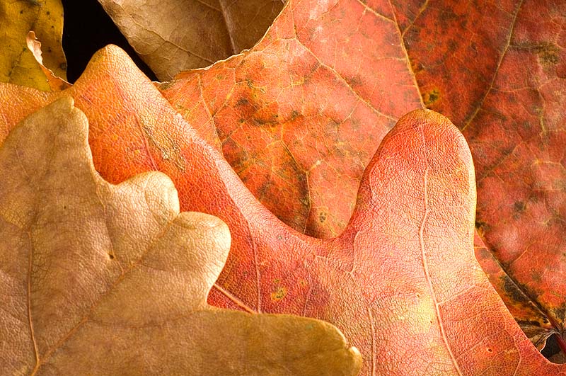 _HAC0969.jpg - Autumn Leaves