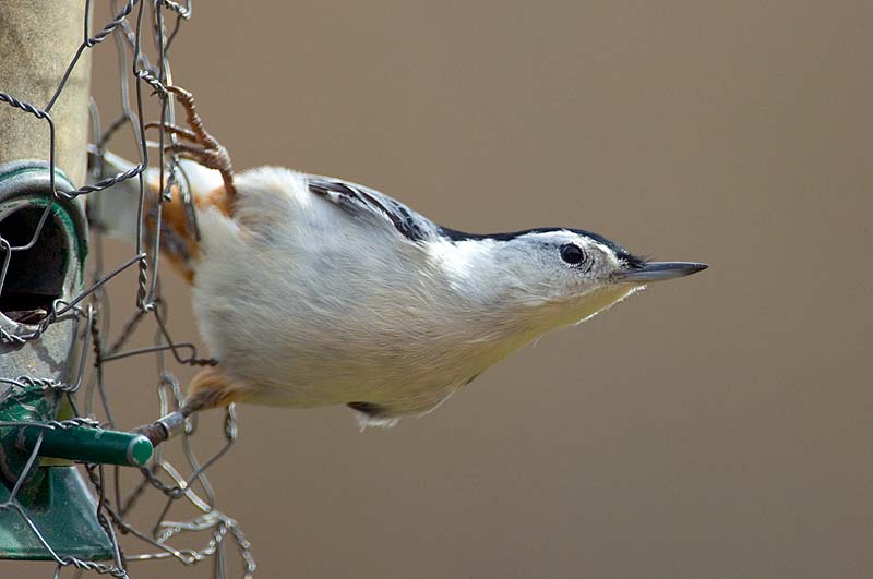 _HAC2139.jpg - Nuthatch, Emma Treadwell Thacher Nature Center, John Boyd Thacher State Park, Albany County, NY