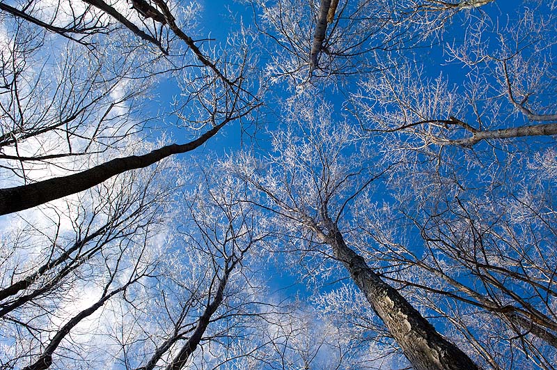 _HAC2449.jpg - Icy Trees, Catskill State Park Preserve, NY