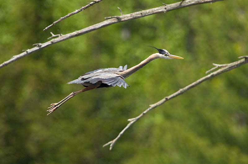 _HAC1253.jpg - Gret Blue Heron, Adirondack Park, NY
