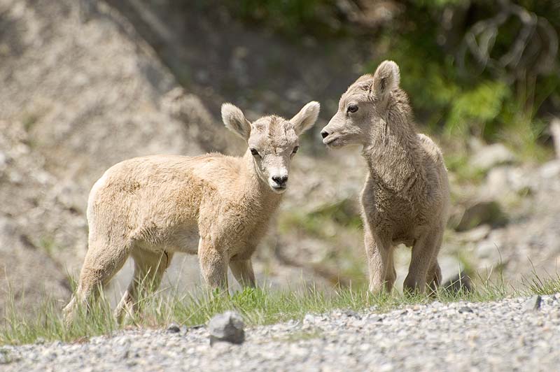 _HAC2670.jpg - Goat Kids, Goat Creek, Peter Lougheed Provincial Park, Alberta, Canada