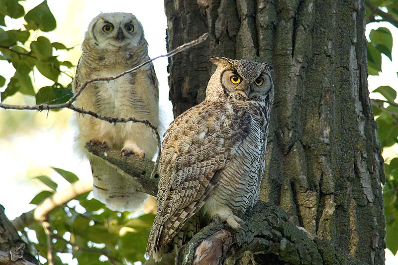 _HAC2810.jpg - Great Horned Owls, Fish Creek Provincial Park, Alberta, Canada