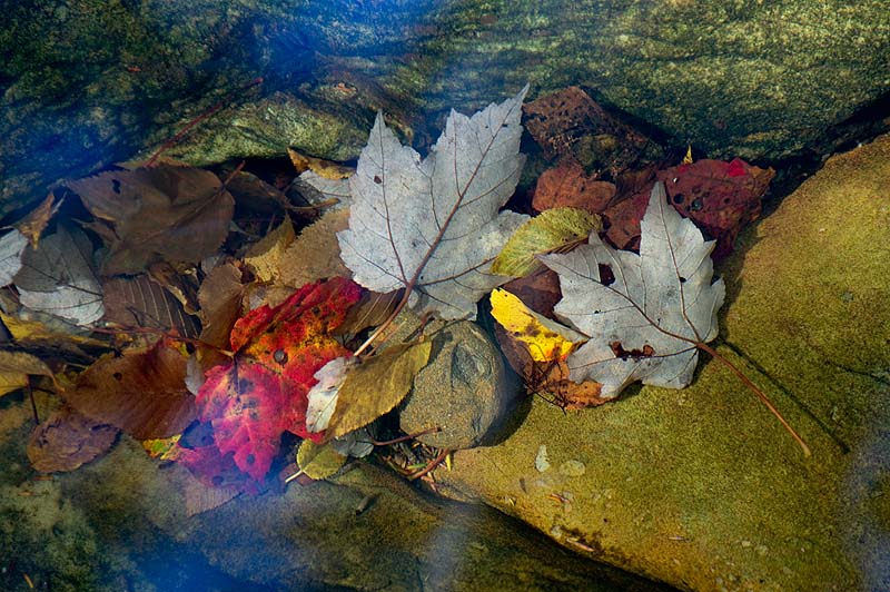 _IGP1266.jpg - Underwater Leaves, Minnewaska State Park Preserve, NY