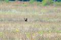 09-25 Shawangunk Grasslands