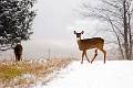 12-04 Shawangunk Grasslands