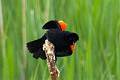 05-13 Shawangunk Grasslands