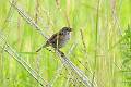 07-03 Shawangunk Grasslands