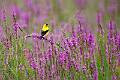 08-05 Shawangunk Grasslands