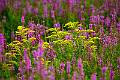 08-12 Shawangunk Grasslands