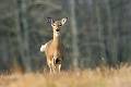 12-31 Shawangunk Grasslands